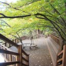 [26.4.26.일] 괴산에 있는 숲속 자연의 보고 “산막이옛길,호수길” 이미지