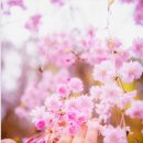 호수공원중앙수목원로 이미지