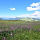 붉은토끼풀(Trifolium pratense) 이미지