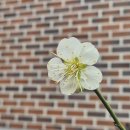 사파동195 이미지