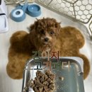 강아지 저속노화 사료 소고기 비프패티 동결건조사료