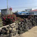 한동이랑 제주 감성 숙소 ✨“<b>한동</b>별하”✨