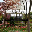 나무그늘 밑의 휴식 | 튤립 만개 4월 꽃구경 가볼만한 곳 | 용인 자작나무숲 입장료 , 주차