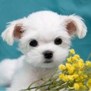 소문난 강아지 이미지