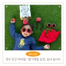 논향농장 | 겨울 경주 아이랑 체험 안강 허씨팜 농장 딸기체험부터 실내 놀이터까지 즐긴 후기