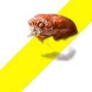 주영씨푸드