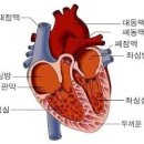 심방조동 심방세동 차이점 원인 증상 치료방법 심장 구조 이미지