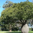 퀸즐랜드 병나무 [Queensland bottle tree (Brachychiton rupestris)] 이미지