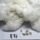 목화인삼
