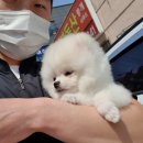 도그헬퍼 이미지