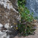뽀리뱅이 Youngia japonica (L.) DC. 종 이미지