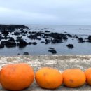 메가리조트제주 이미지