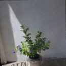 대전 할머니 선물은 여기서! 용문역 꽃집 플로미스 후기