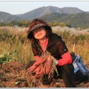 아내의 텃밭 이미지