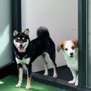 빌리프독 킨더가든 이미지