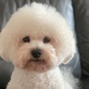 러블리 댕댕 이미지