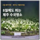 카멜리아플라워 | 제주도 카멜리아힐 8월 제주여행 수국명소