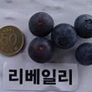 하이리베
