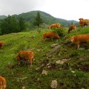 봉우리목장 이미지