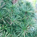 금송목재 이미지