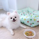 펫츠쿡 이미지