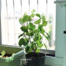 예진꽃농원 이미지