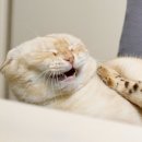 행복한 고양이 이미지