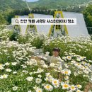 휴양림길 | 천안 브런치 카페 시유당 샤스타데이지 명소 실시간 후기