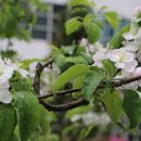 [김민철의 꽃이야기]103세 김형석 교수 “사과나무 열매 맺는 인생 시기는 바로···” 이미지