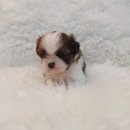 이소퍼피-별내점 이미지