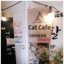 똥꼬냥 | 홍성 똥꼬냥 고양이 카페 방문후기(고양이 사랑이 가득한곳!)