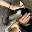 올리브낭 이미지