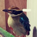 전라남도야생동물구조관리센터 이미지