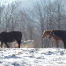 유정목장 이미지