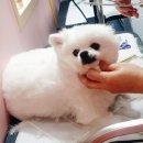 몽몽스타 이미지