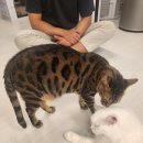 오드그루밍 이미지