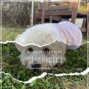 알로하도그 | 화성 애견카페 알로하디디 천연잔디 애견운동장 다녀온 후기!