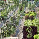 흥동 농장 이미지