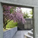 두 번째 벚꽃 이미지