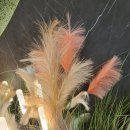 뮬리Muhly