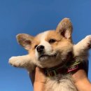 나는강아지 이미지