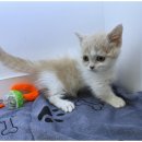 도그마루 천안지점 이미지