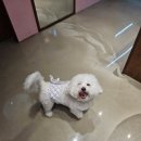 오늘은 그루밍 | 월성동애견미용실 고민 끝에 선택한 그루밍쇼타임 후기