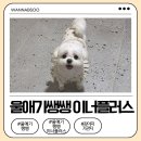우리 강아지가 말을 해요 | 강아지기관지영양제 찾다 발견한 울애기쌩쌩 이너플러스! 우리강아지 켁켁거림 걱정 덜었어요