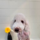 너만볼개 이미지