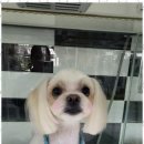 오키독키 이미지