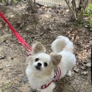 행복한댕댕이 Daum카페