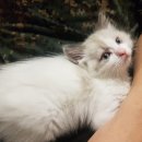 낭만고양이(강서점) 이미지