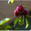 애화공원 이미지