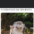 치킨 좋아 이미지